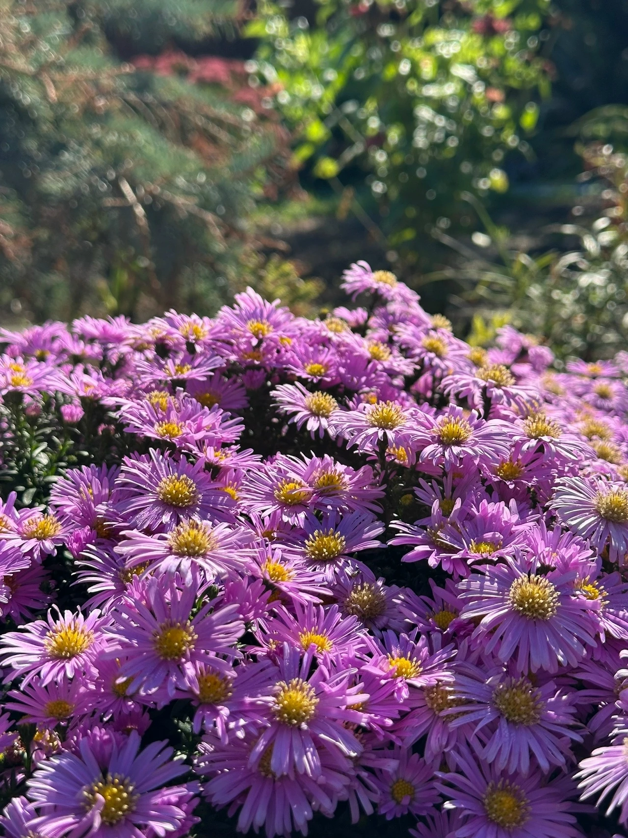 Невероятно тёплый октябрь запутал белгородских пчёл 🐝