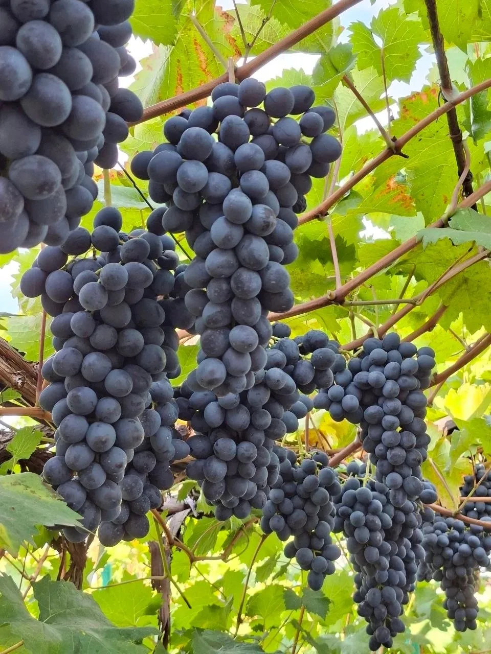 Продам виноград! Молдова. Ягоды крупные, грозди прорежены. Универсальный, как покушать,...