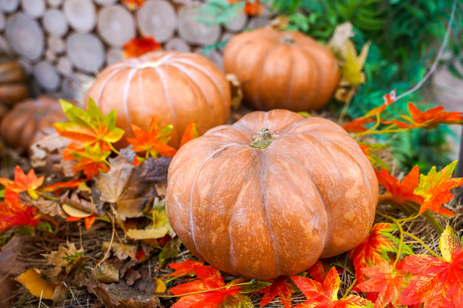 🎃 Тыквомания начинается!