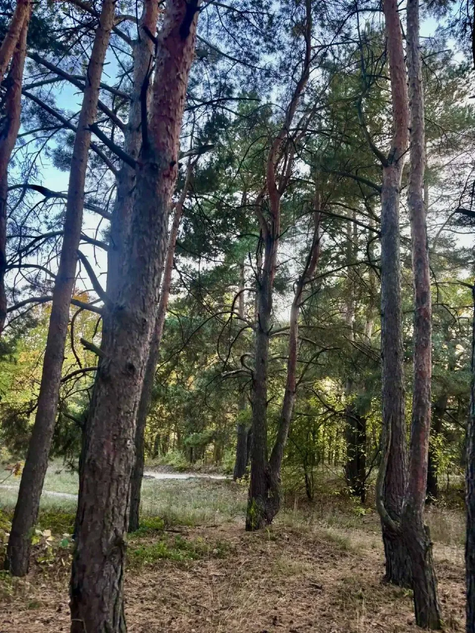 🍂Красота нашего леса 🤗