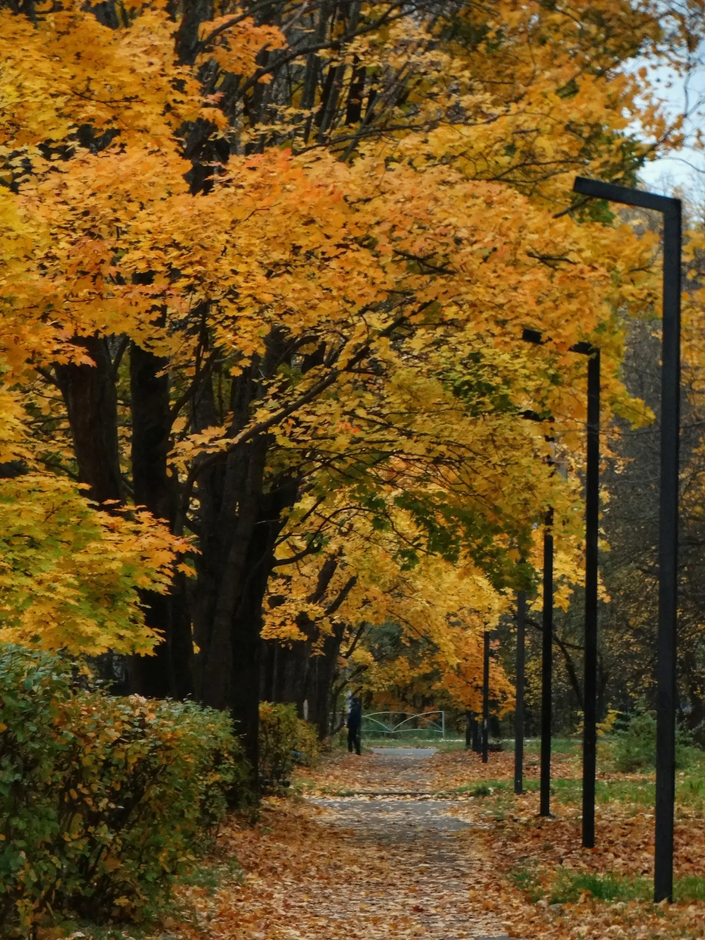 Осень в парке Рязани🍁