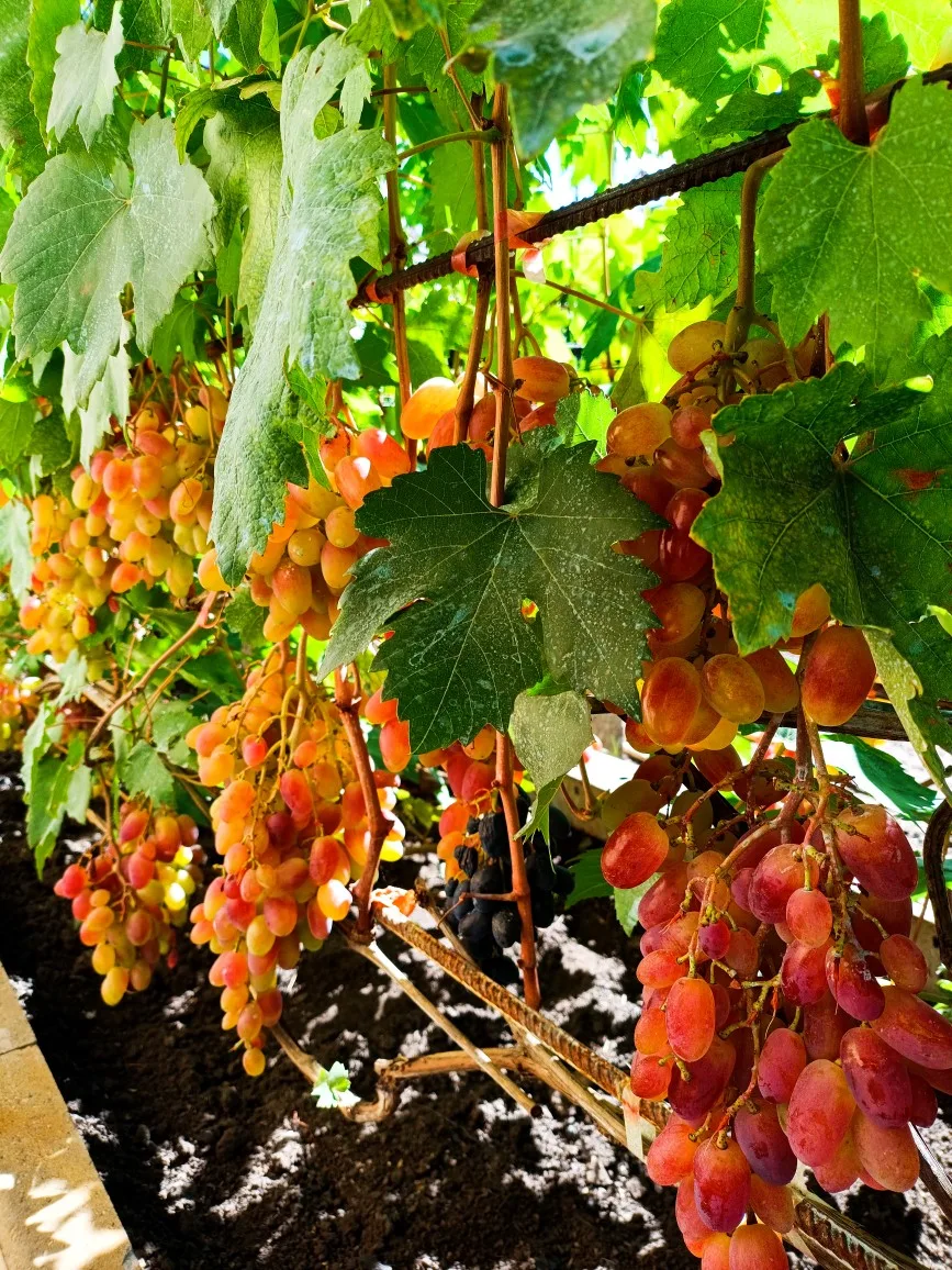 ❤️ Продаю домашний  виноград столовых сортов: Преображение, Монарх, Академик, Анюта, Па...