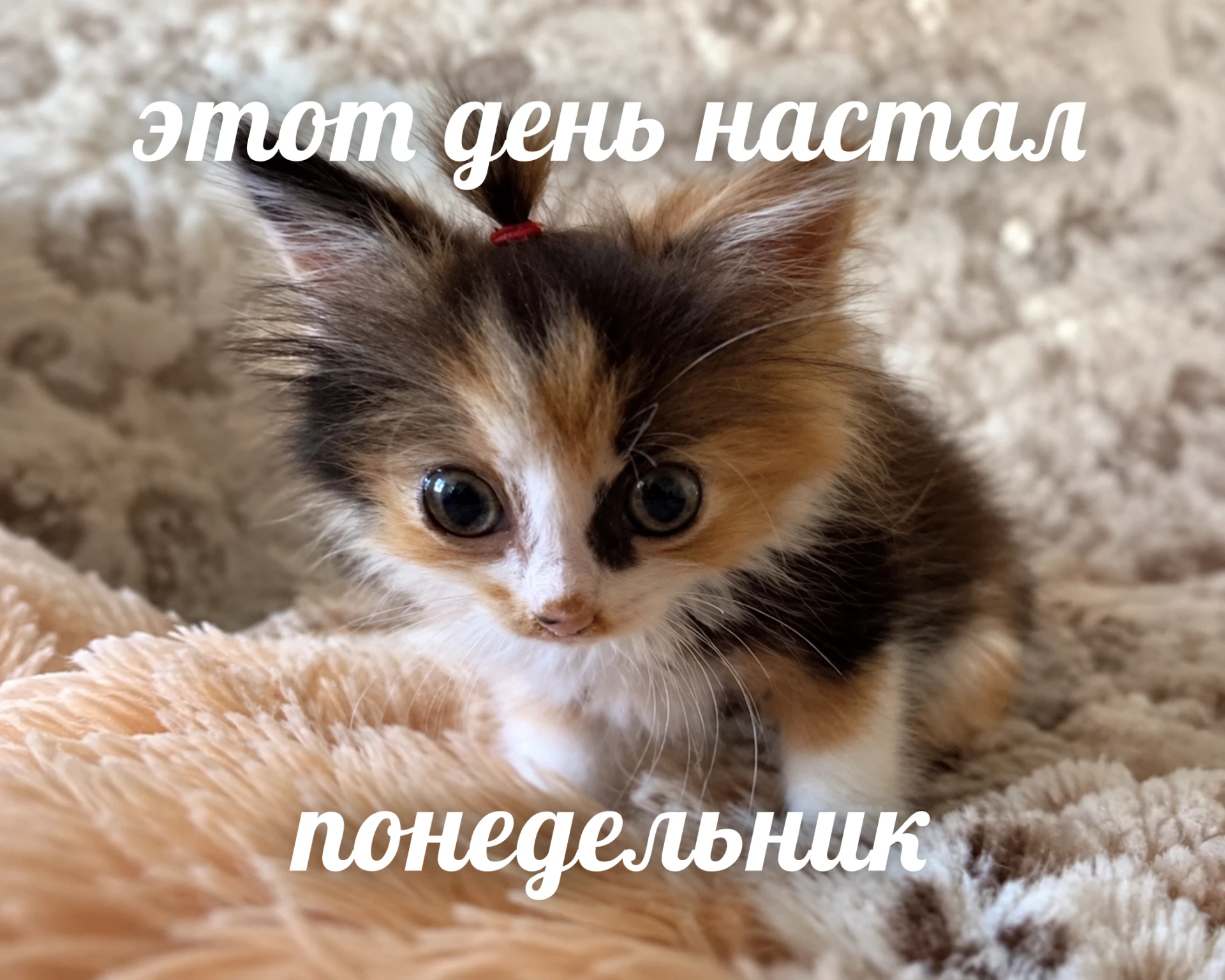 🎊 Понедельник официально побеждён