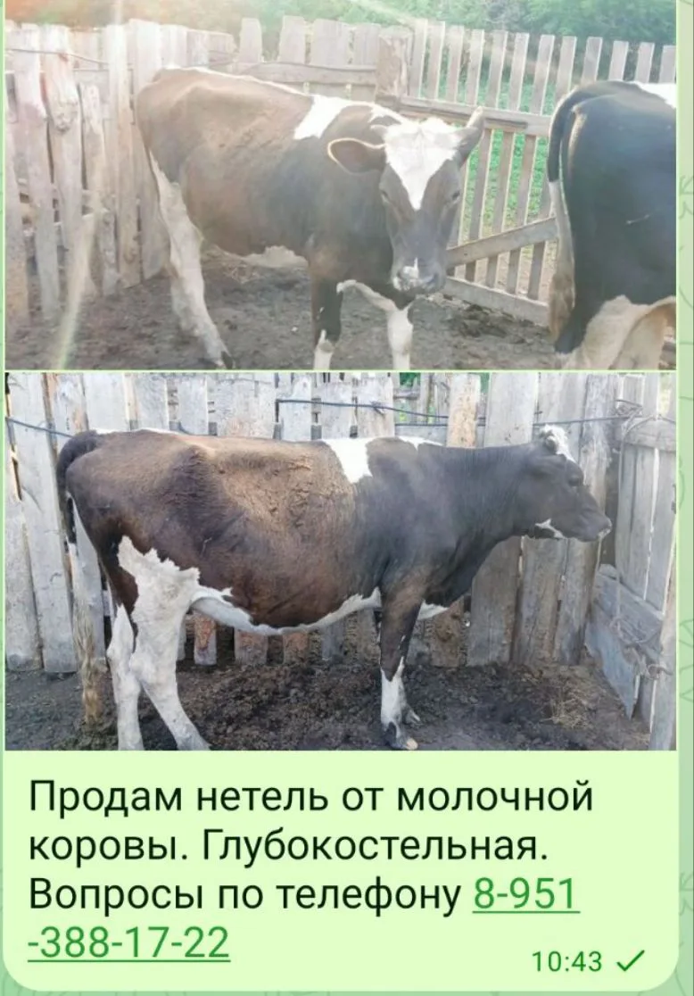 Купино