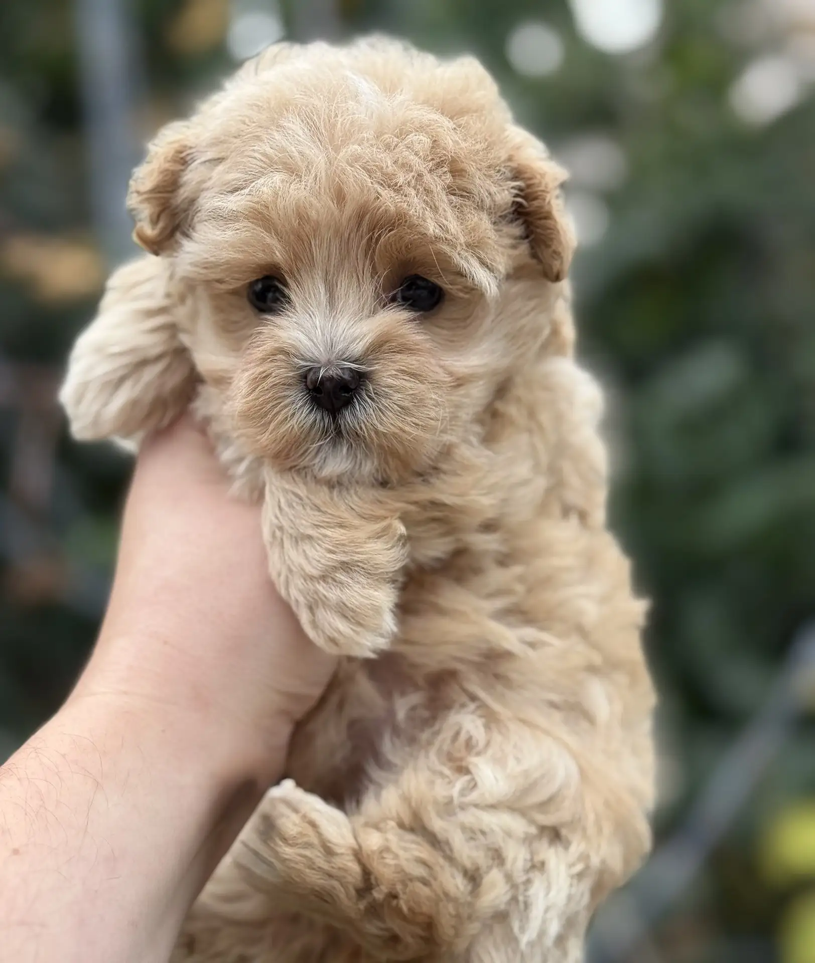 Девочка Мальтипу 🥰
