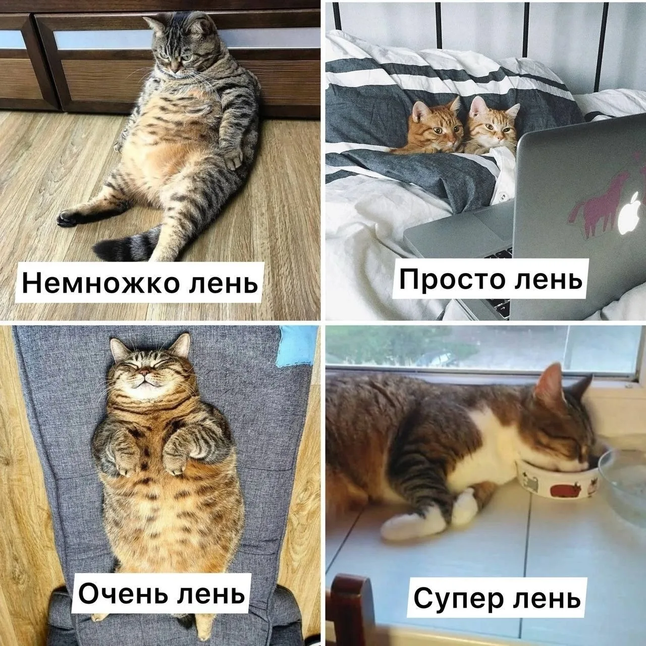 😌 Россиянам посоветовали лениться для здоровья.