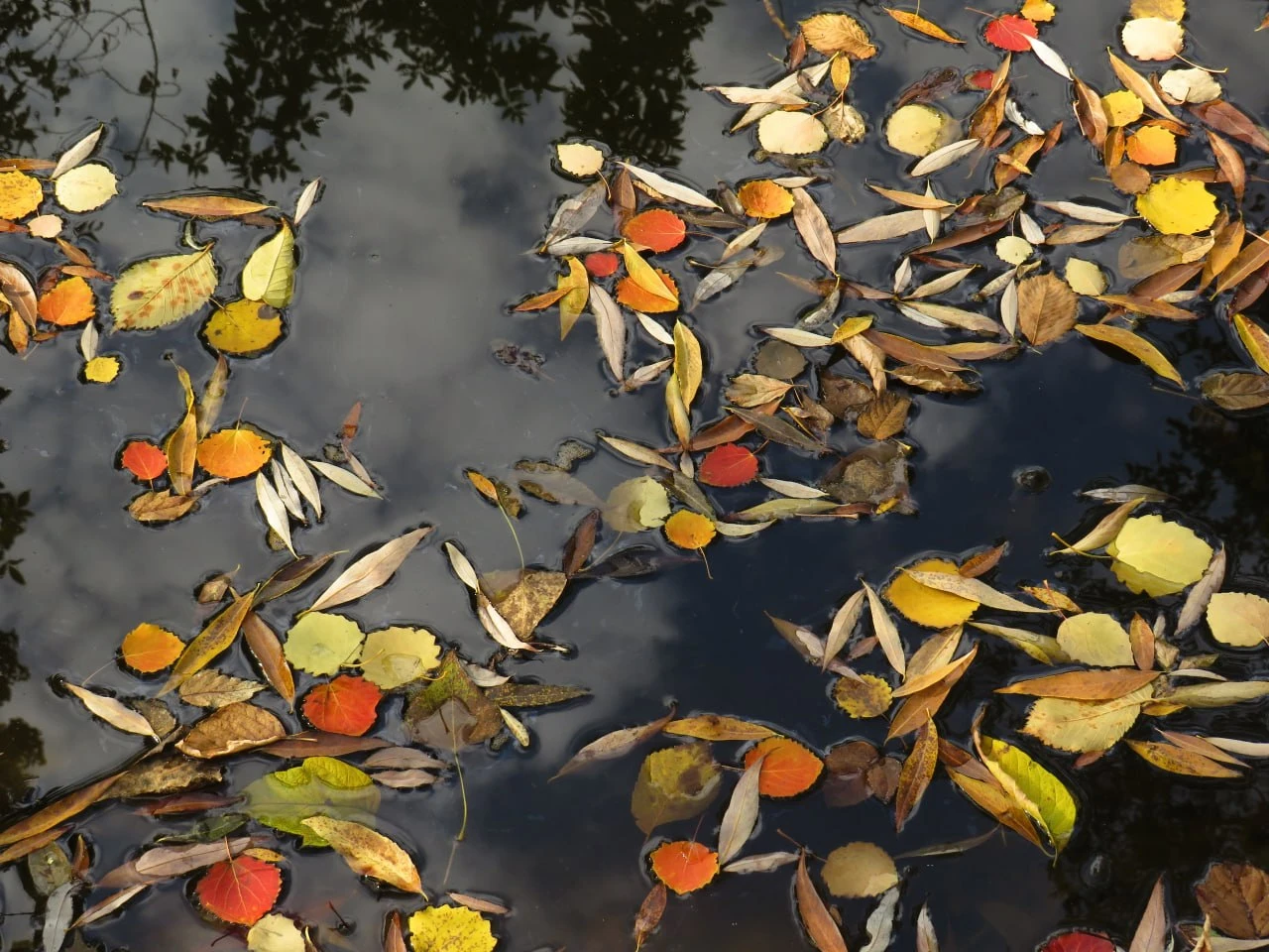 🍁 Такую осень мы любим!