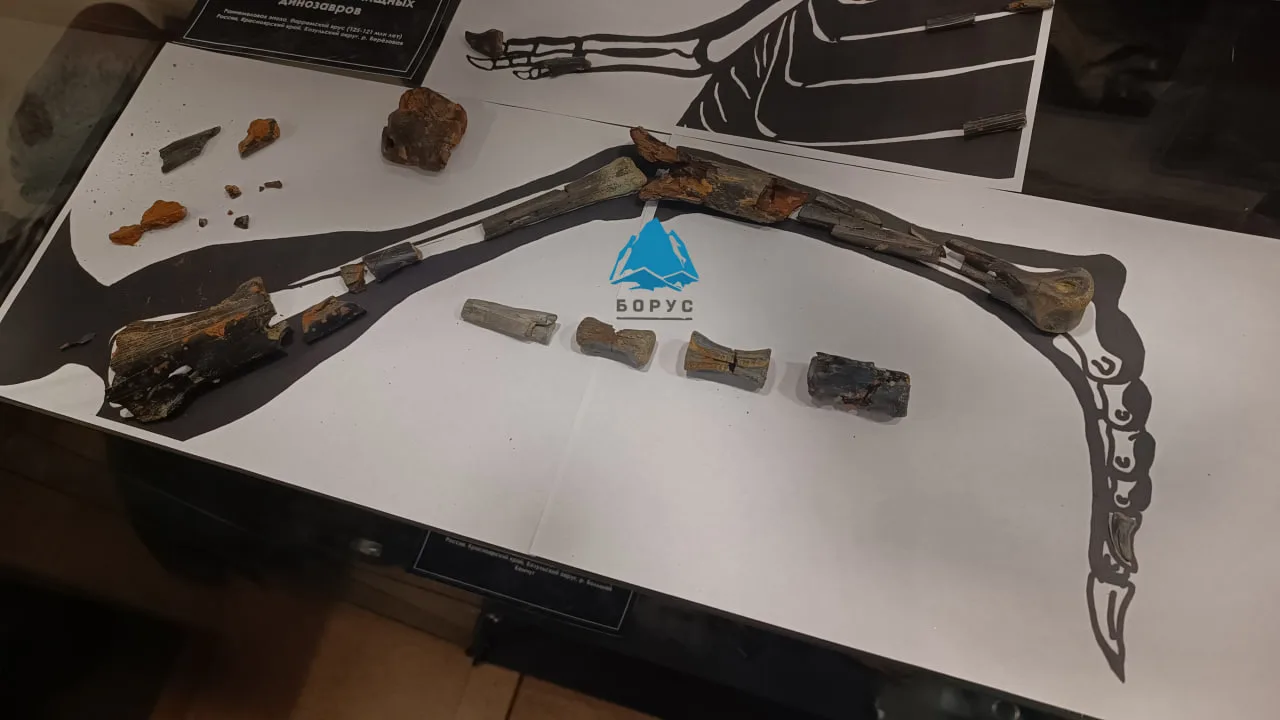 ⚡️Кости неизвестного хищного динозавра нашли на раскопках в Красноярском крае