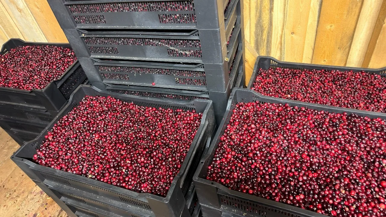 Продам клюкву веяную .5-6 тонн .