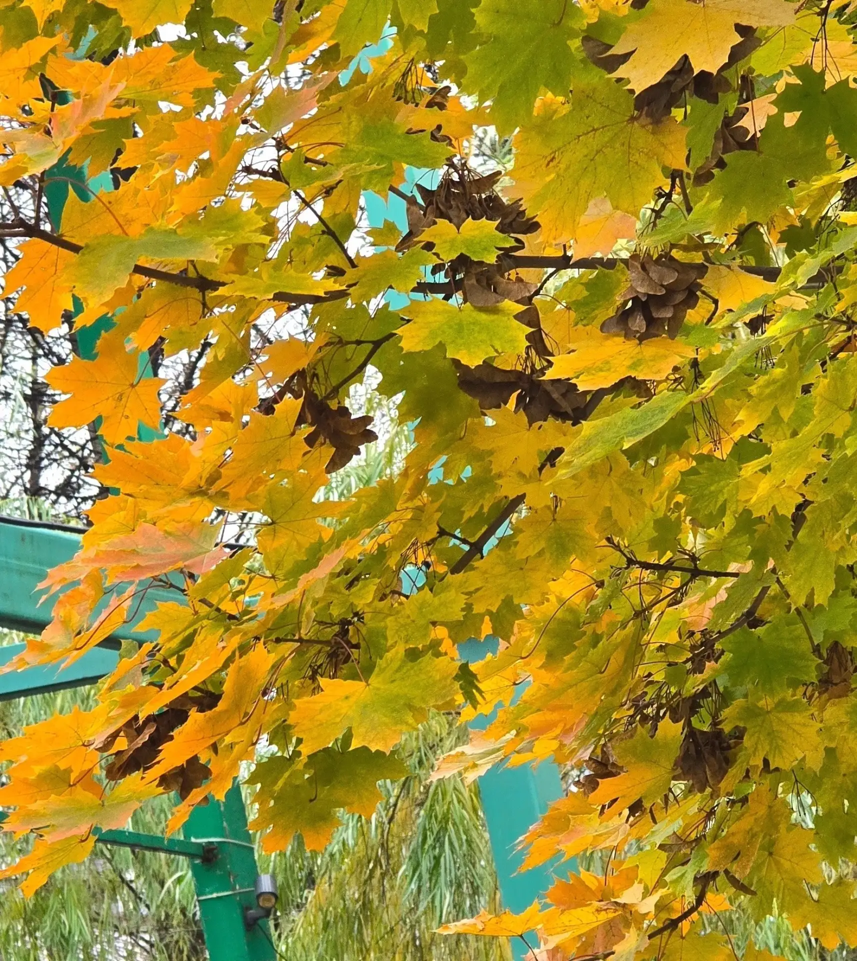 Осенняя красота 🍁