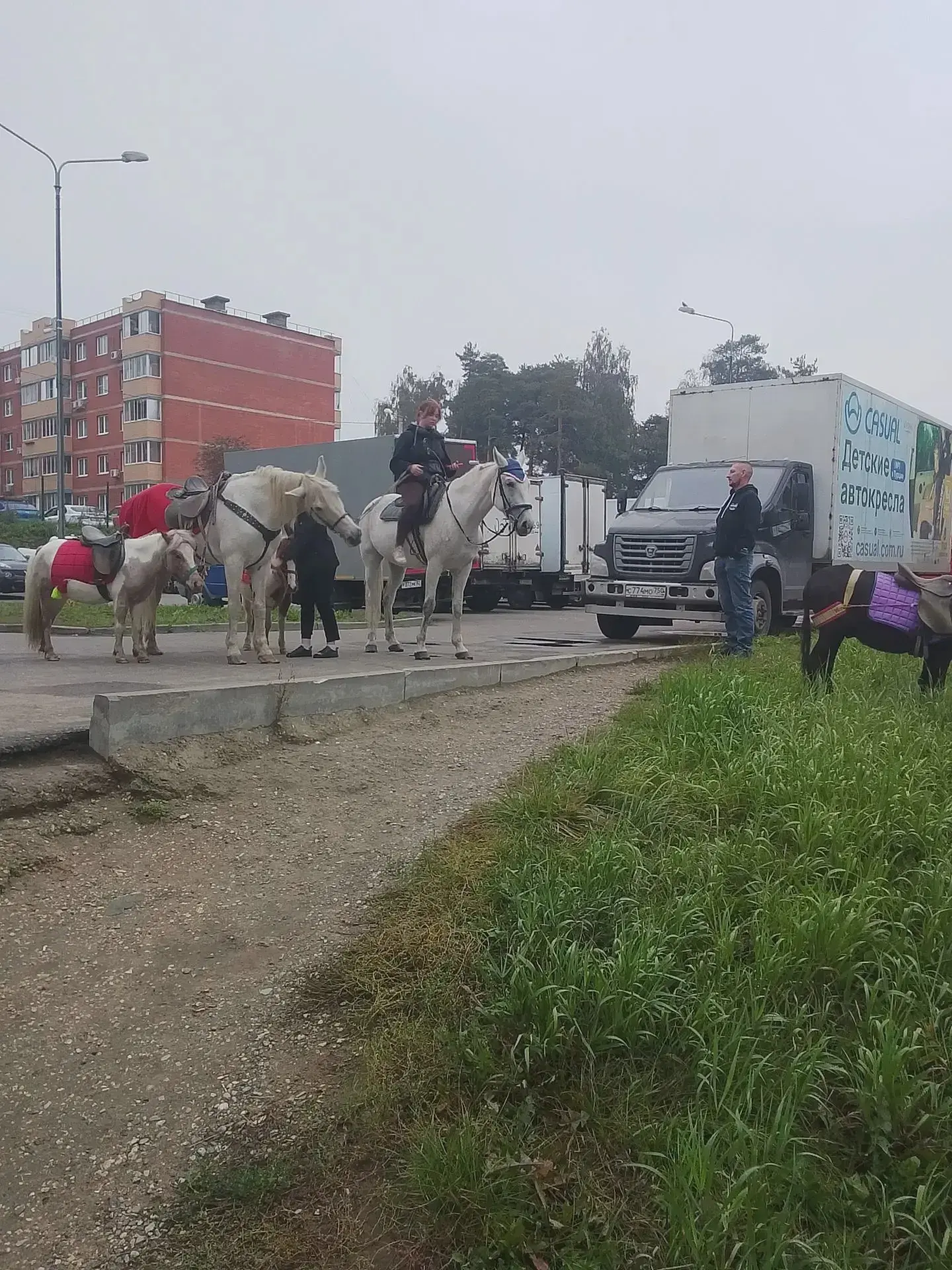 Жители жалуются на прогулки лошадей в Люберцах
