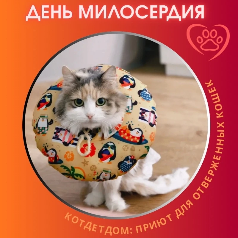 Крыша над головой [аренда], лечение, еда — ничего из перечисленного приютским кошкам не...