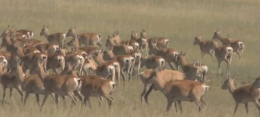 Забайкалье защищают от заграничного ящура