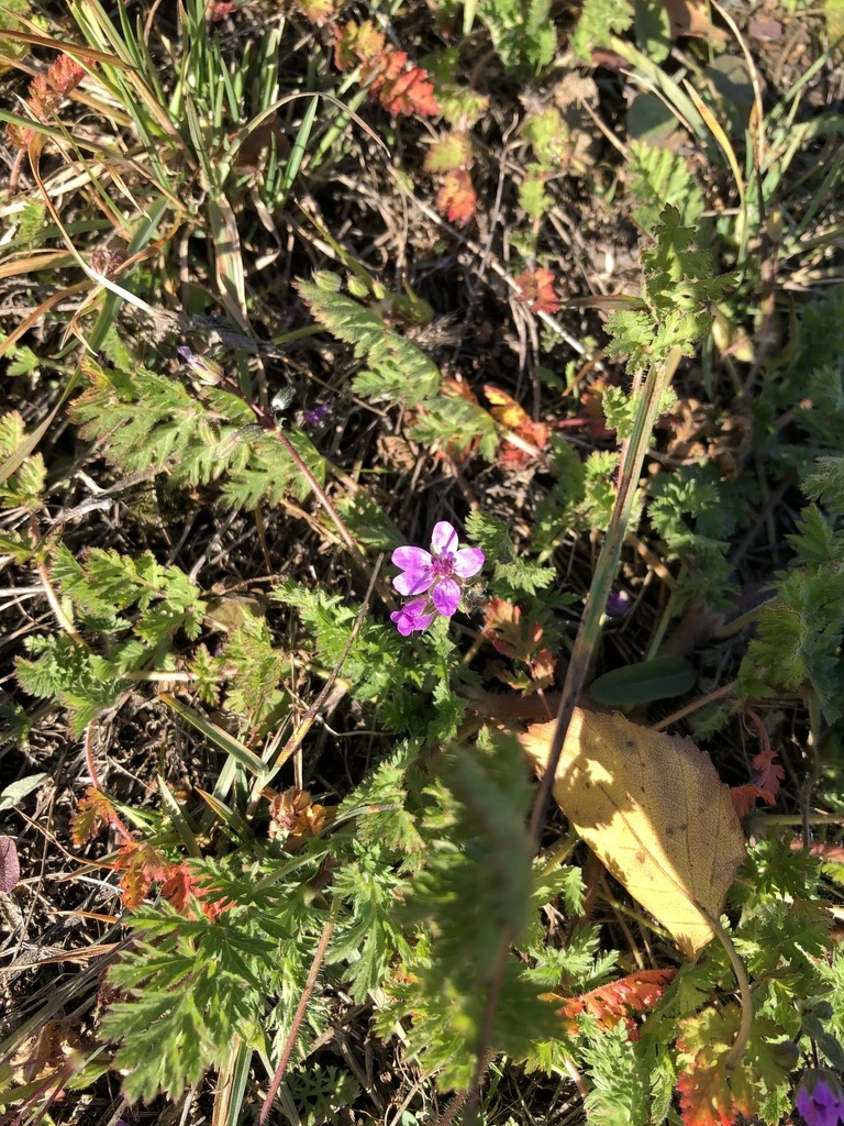 🌱 Первые наблюдения в Протвино и окрестностях: (10-е октября)