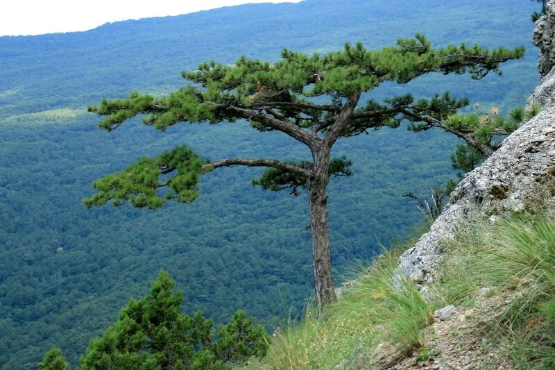 🌿Маршруты «Заповедного Крыма» снова открыты для посещения: что доступно