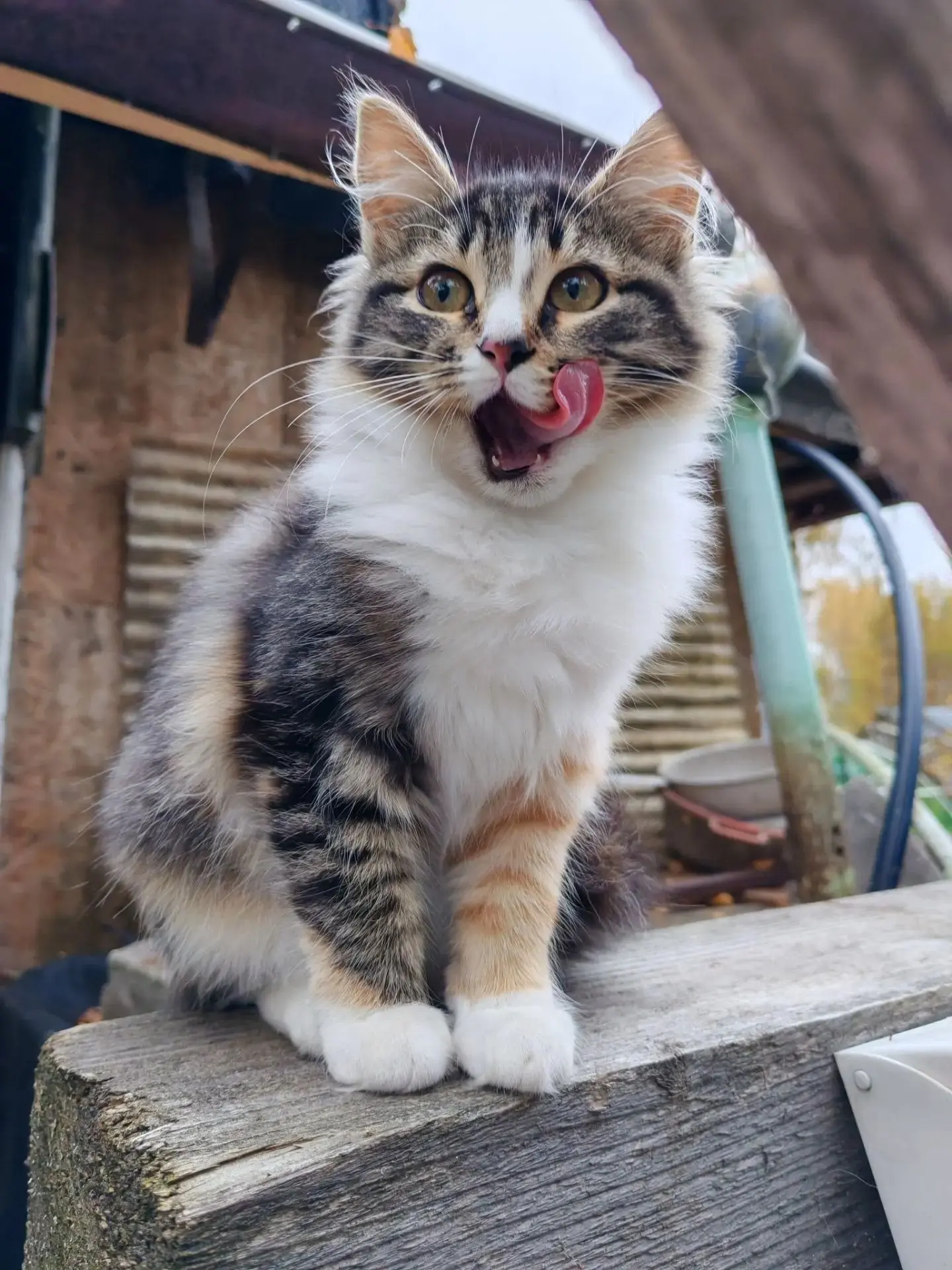 Отдается в добрые руки девчонка. 🐱.