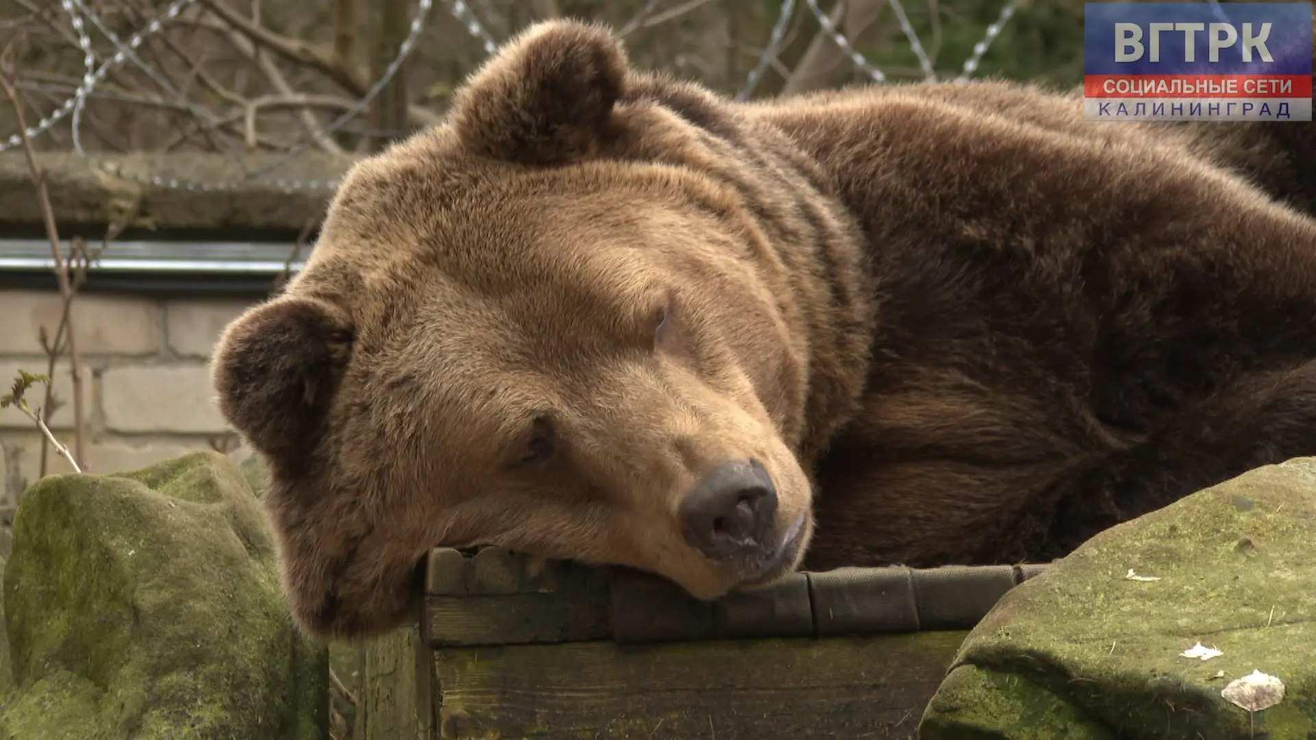 🐻С 15 октября зоопарк будет работать на час меньше.