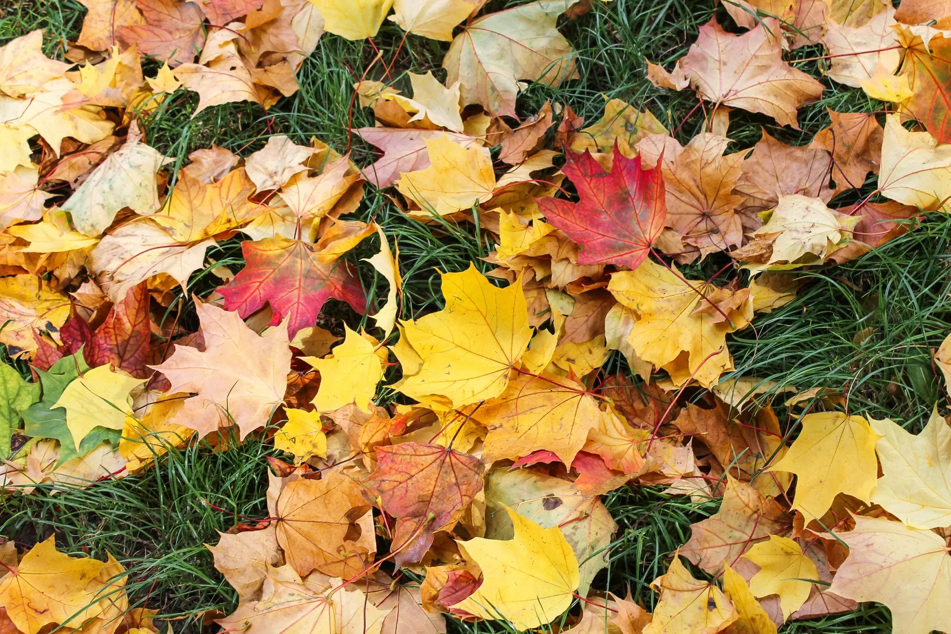 🍁 Яркие краски курской осени в фотографиях Елизаветы Спицыной