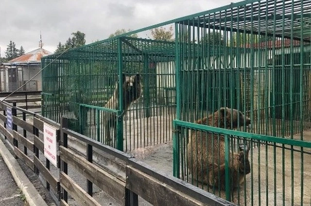 Животные в зоопарке Владикавказа содержатся в тесных клетках без возможности выгула