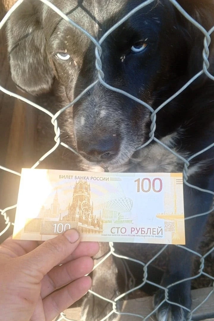 ‼️Друзья! ДЕНЬ СТОЛЬНИКА! ‼️🦮❤️