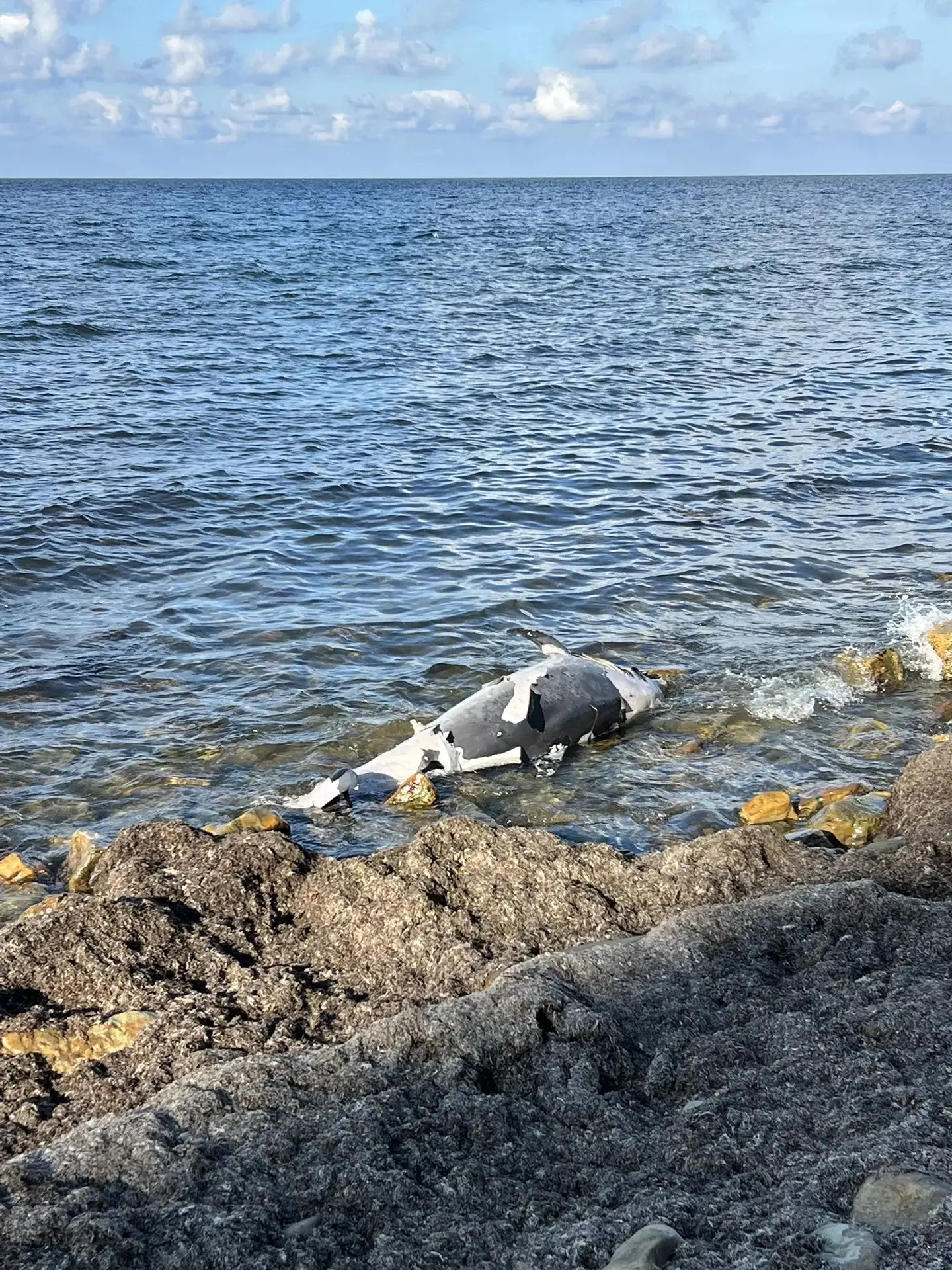 🐬 На берегу Анапы подписчица обнаружила тело дельфина