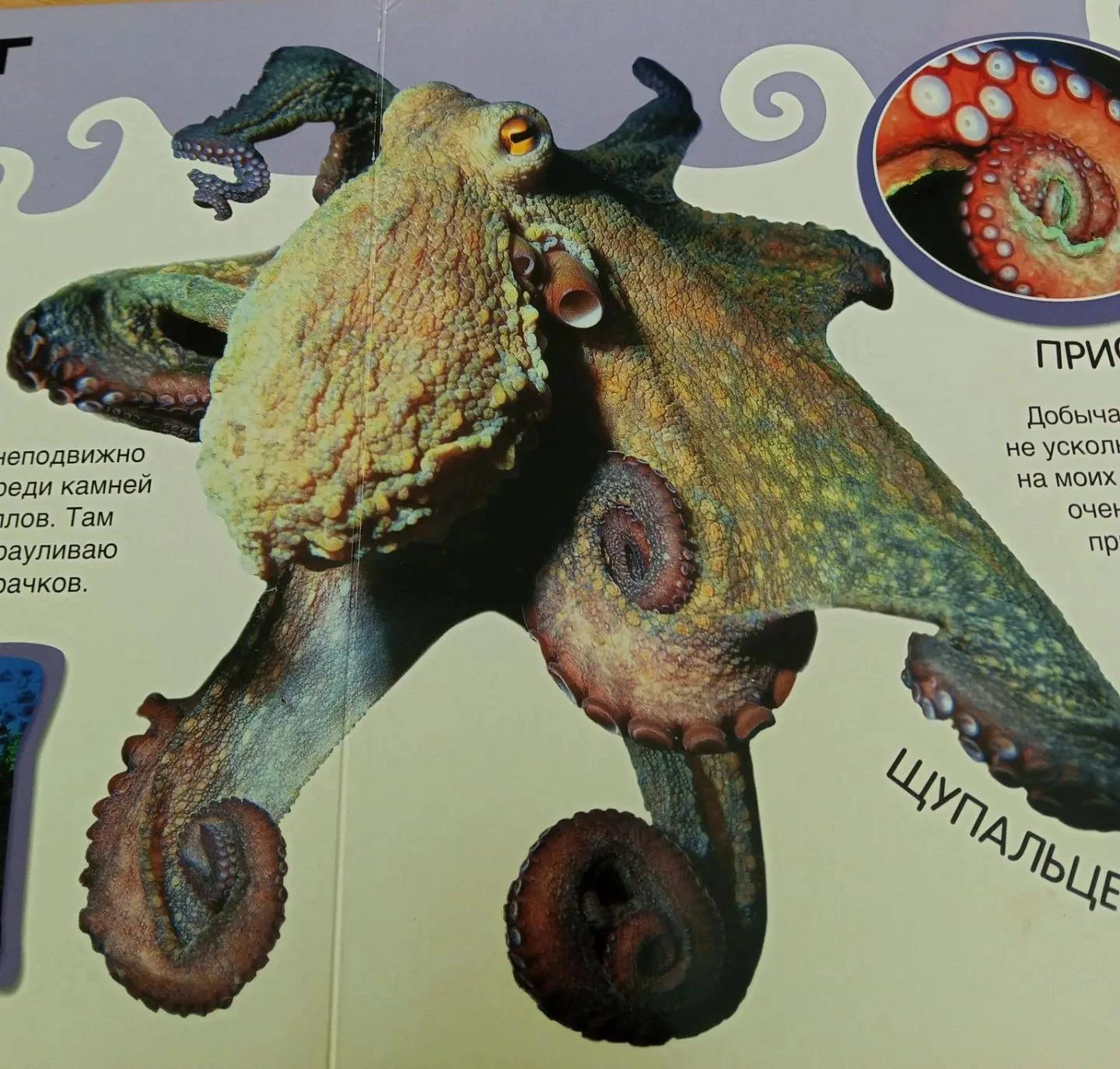 Всемирный день осьминога! 🐙