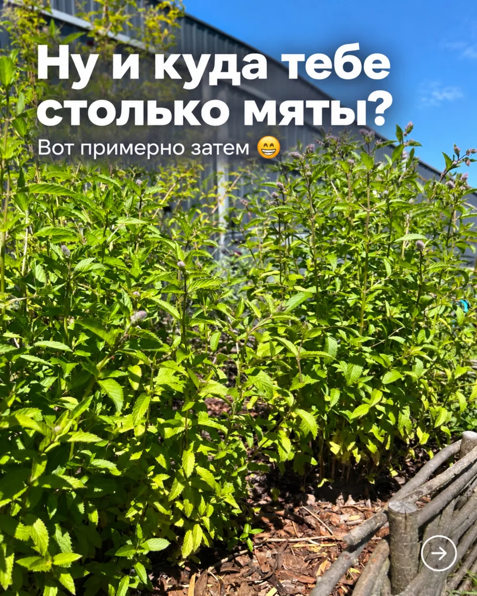 «Ну и куда тебе столько мяты?» — спрашивают меня каждый год 😄