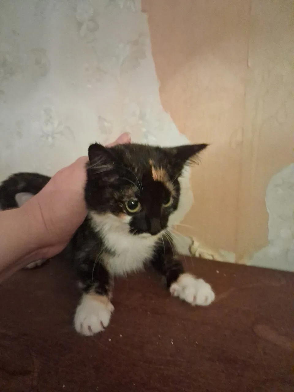 КИРА 🐾💝🏡