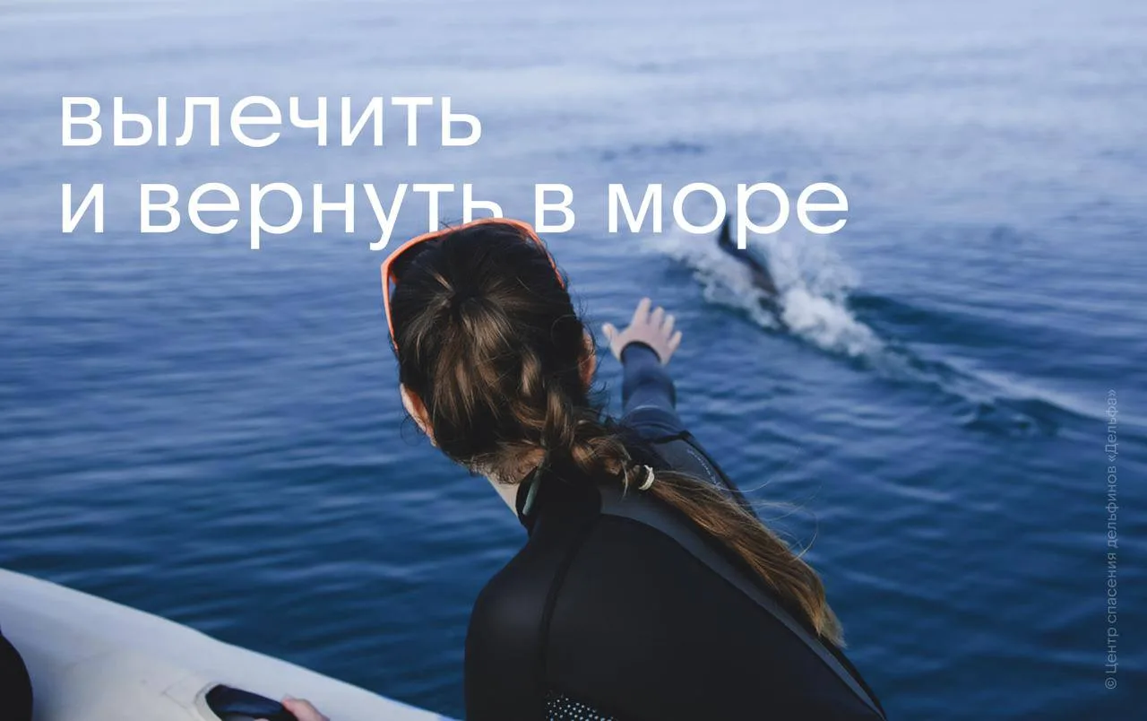 В Анапе открылся первый в России стационар для экстренного лечения и реабилитации диких...