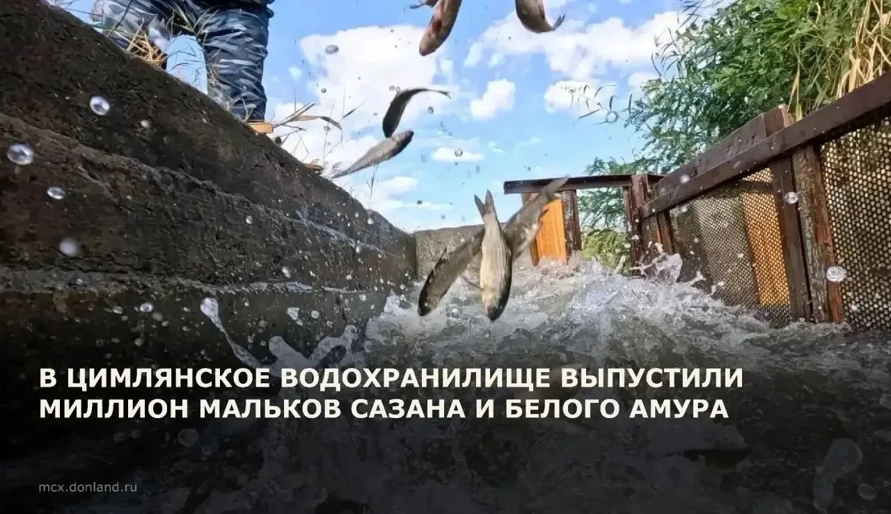 В Ростовской области продолжается работа по сохранению и восстановлению рыбных ресурсов...