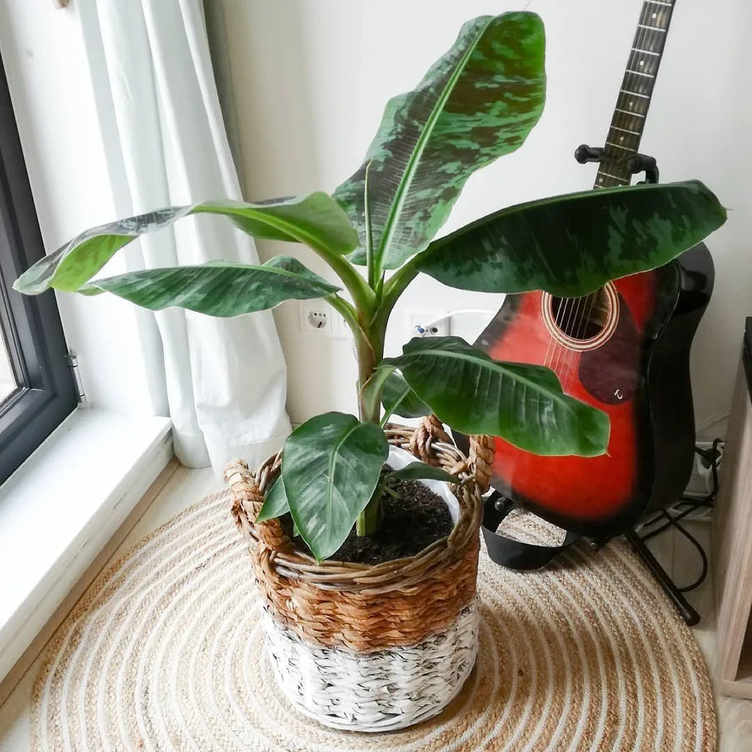 🌿 Банан Dwarf Cavendish ❤️