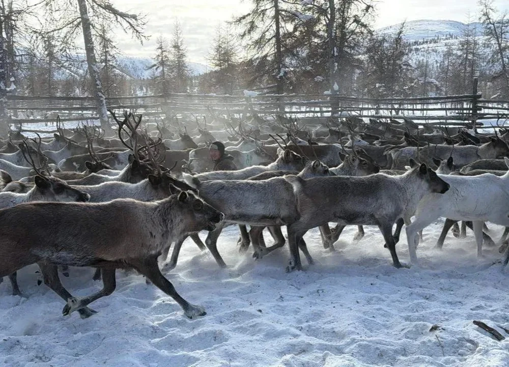 🦌 Якутия вышла на второе место в России по поголовью северных оленей