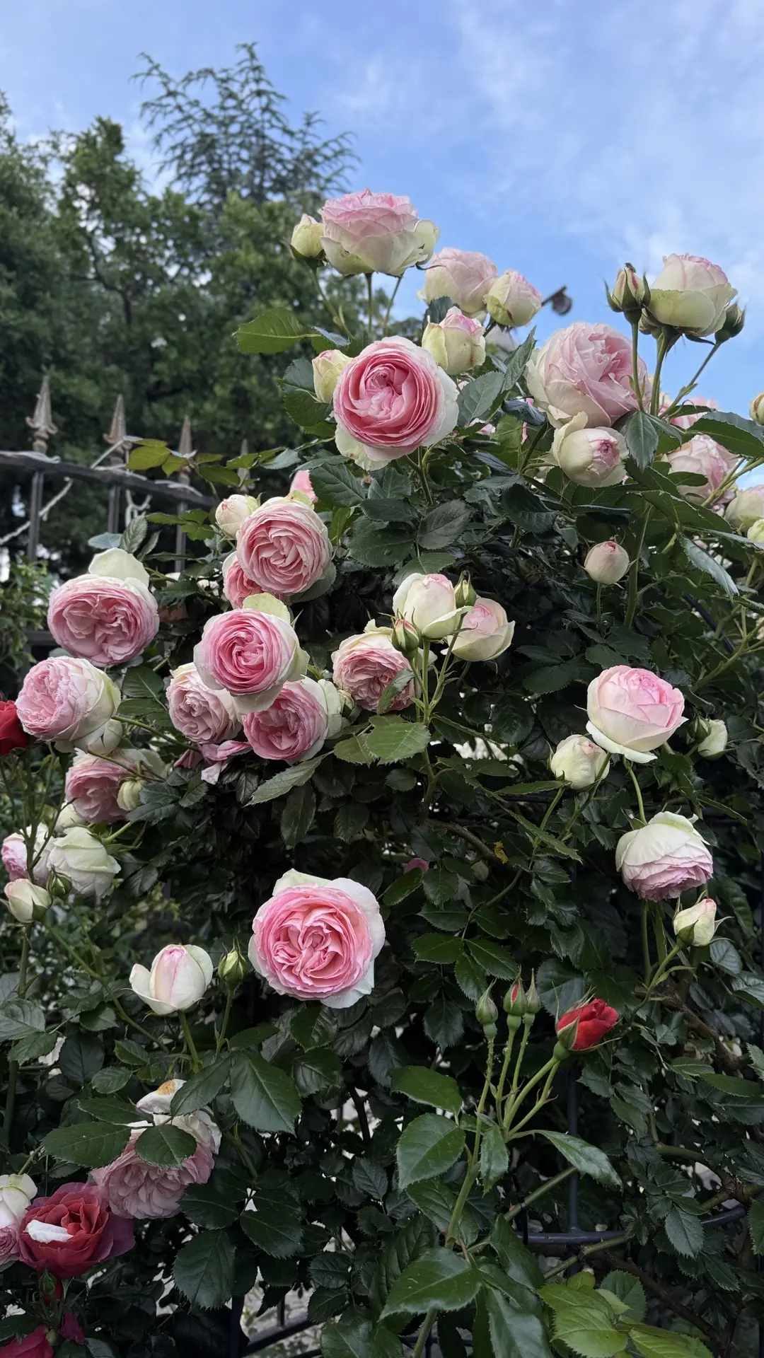 🌹🌿 Важная и очень интересная информация для любителей роз, которые живут в Крыму!