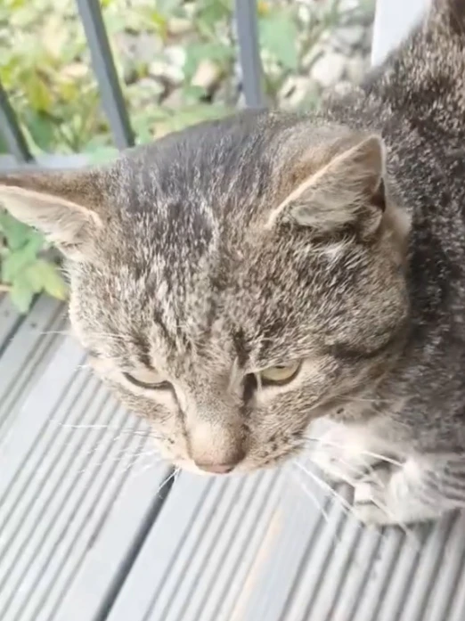 🐾"Кот второй день жалобно мяукает на Клевцова, 8 - ищет дом. Ласковый, людей не боится...