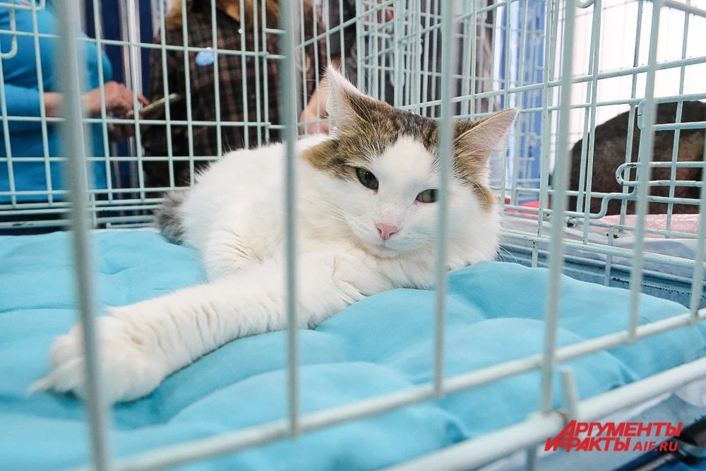 В Перми наступил «Котябрь»😻