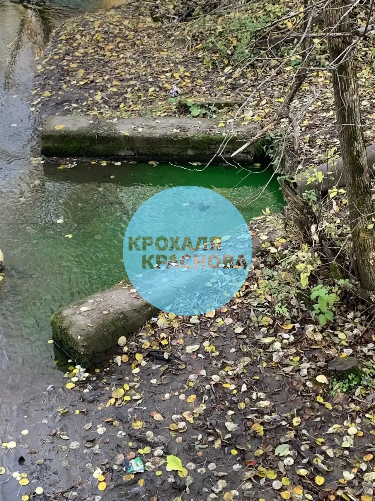🌊 Сегодня в 14:00 река Данилиха вновь окрасилась в зелёный цвет. А еще удручает то, ск...