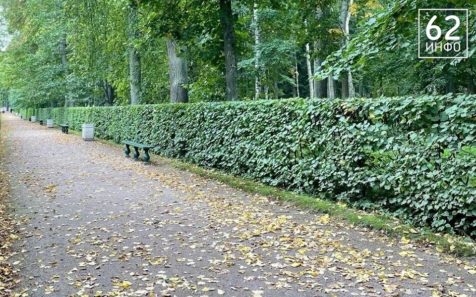 🌱 Сделаем Рязань чище вместе!