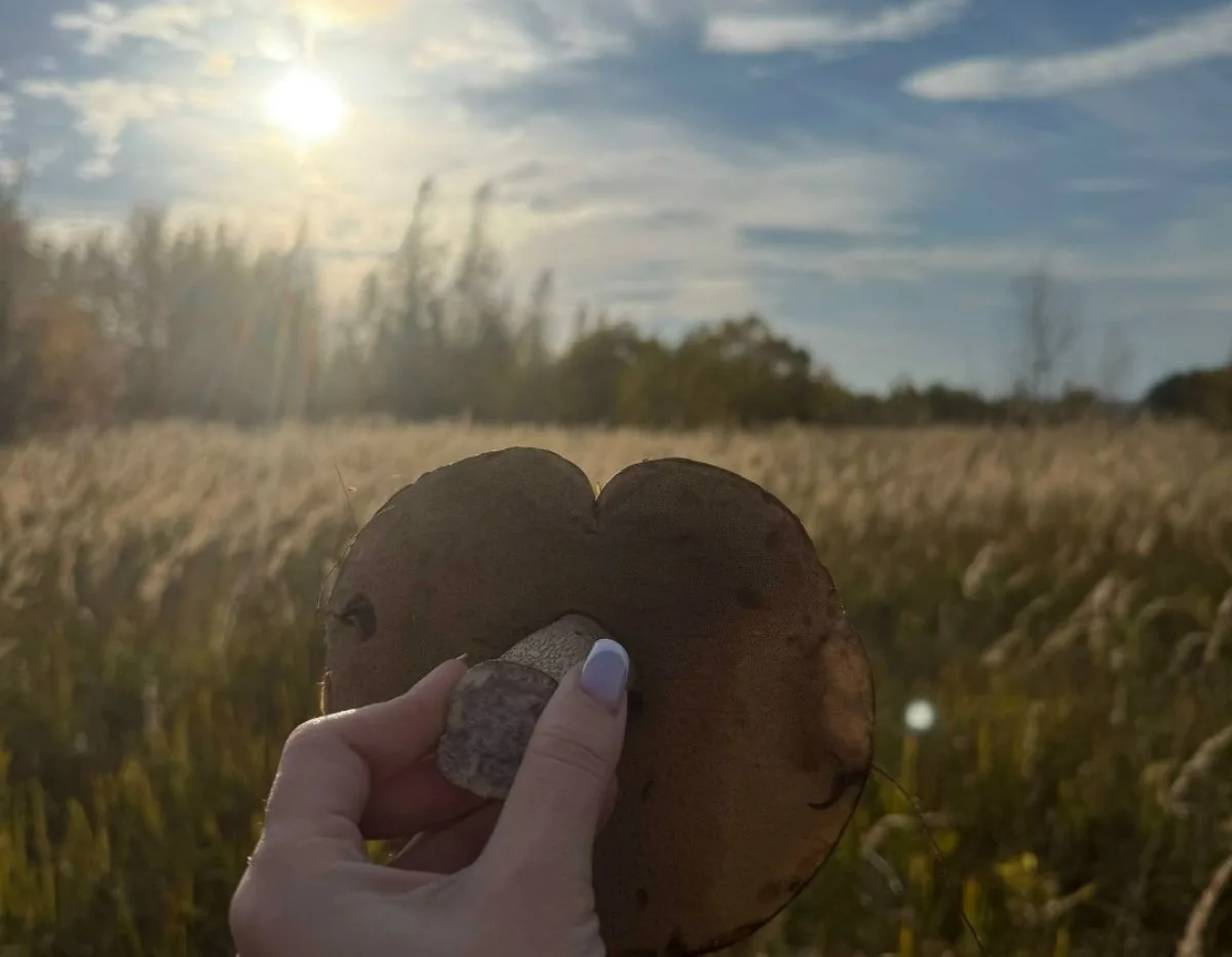 Туляки делятся кадрами осеннего грибного улова
