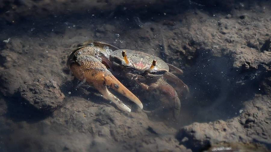 В Азовском море нашли размножающегося краба-вселенца. Грязевой краб из Атлантики впервы...