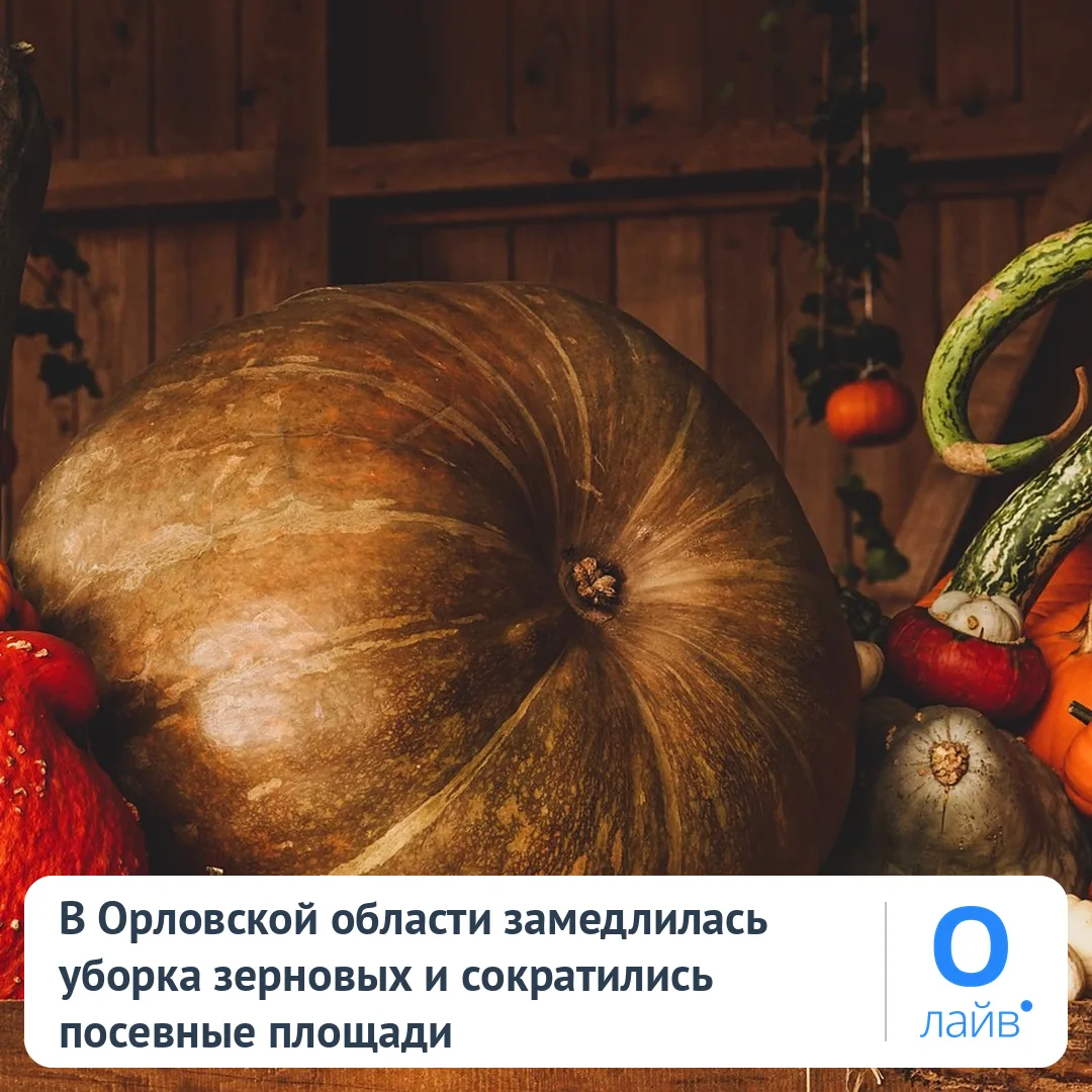 🌾 В Орловской области замедлилась уборка зерновых и сократились посевные площади