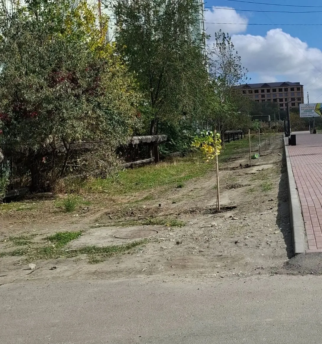 В Кизляре продолжаются осенние работы по озеленению, которые проводит коллектив Горзеле...