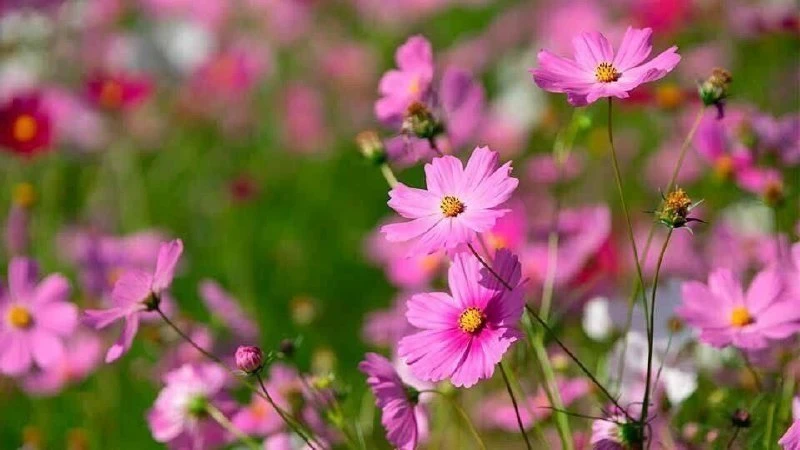 🌺 Космея: цветы до самых морозов — и почти без ухода