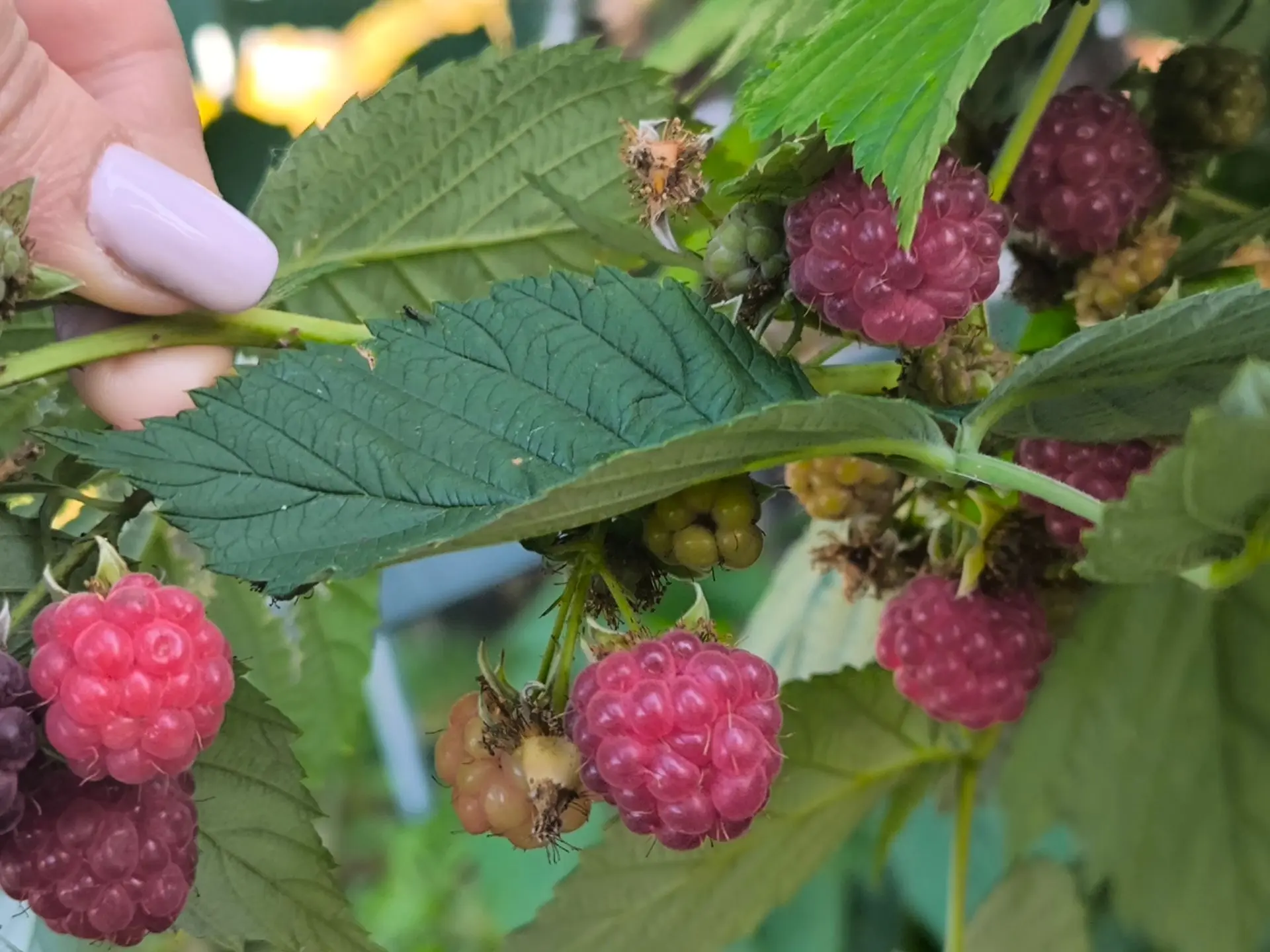Октябрьские витаминки 🍓