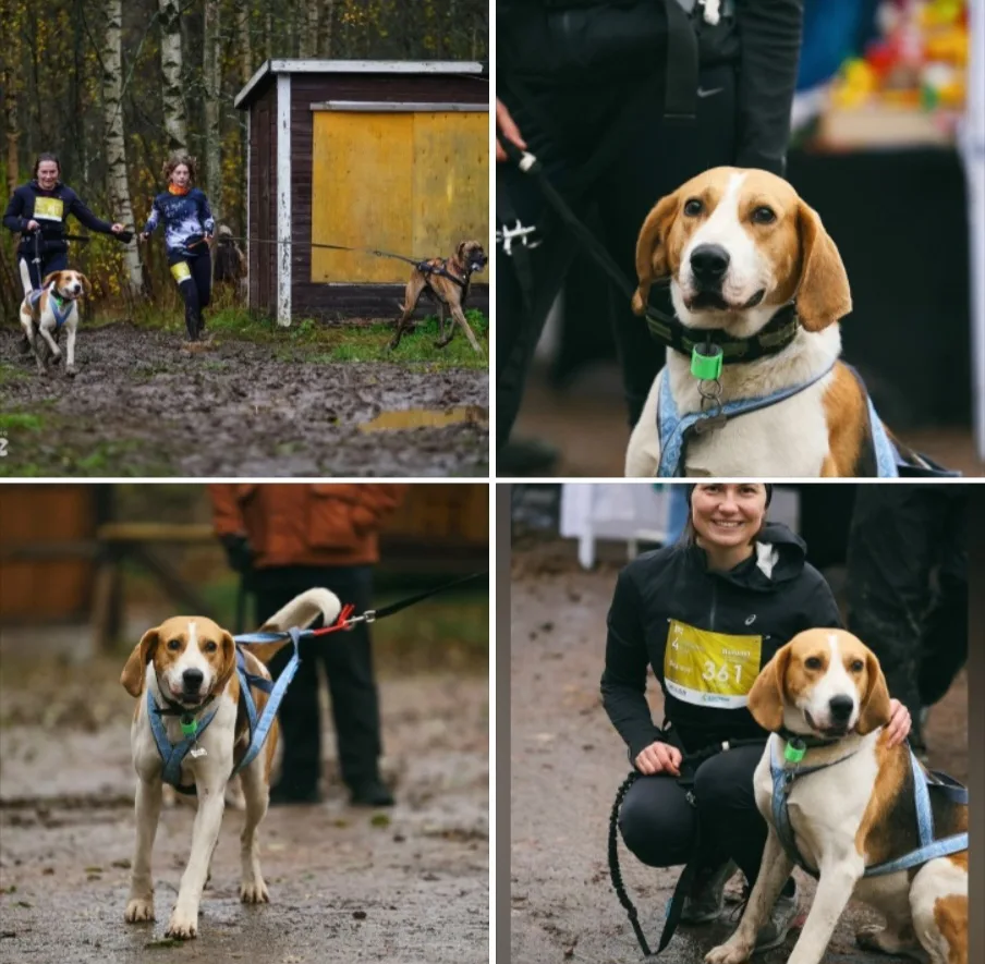 Первый старт в каникроссе у нас с Генри! 🐕🏃‍♀️