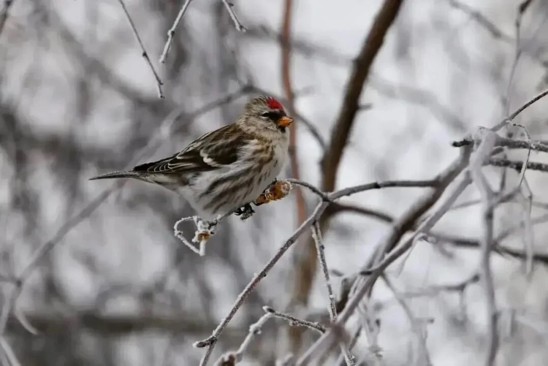 ❄️ Первые 30‑градусные морозы в Якутии: аномалия осени