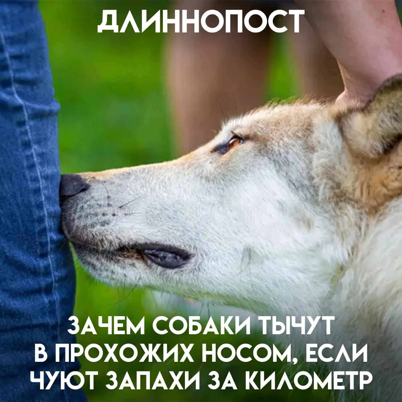 Идёшь по улице, задумался, ничего не подозреваешь, а тут вдруг сзади под колено тебя ты...
