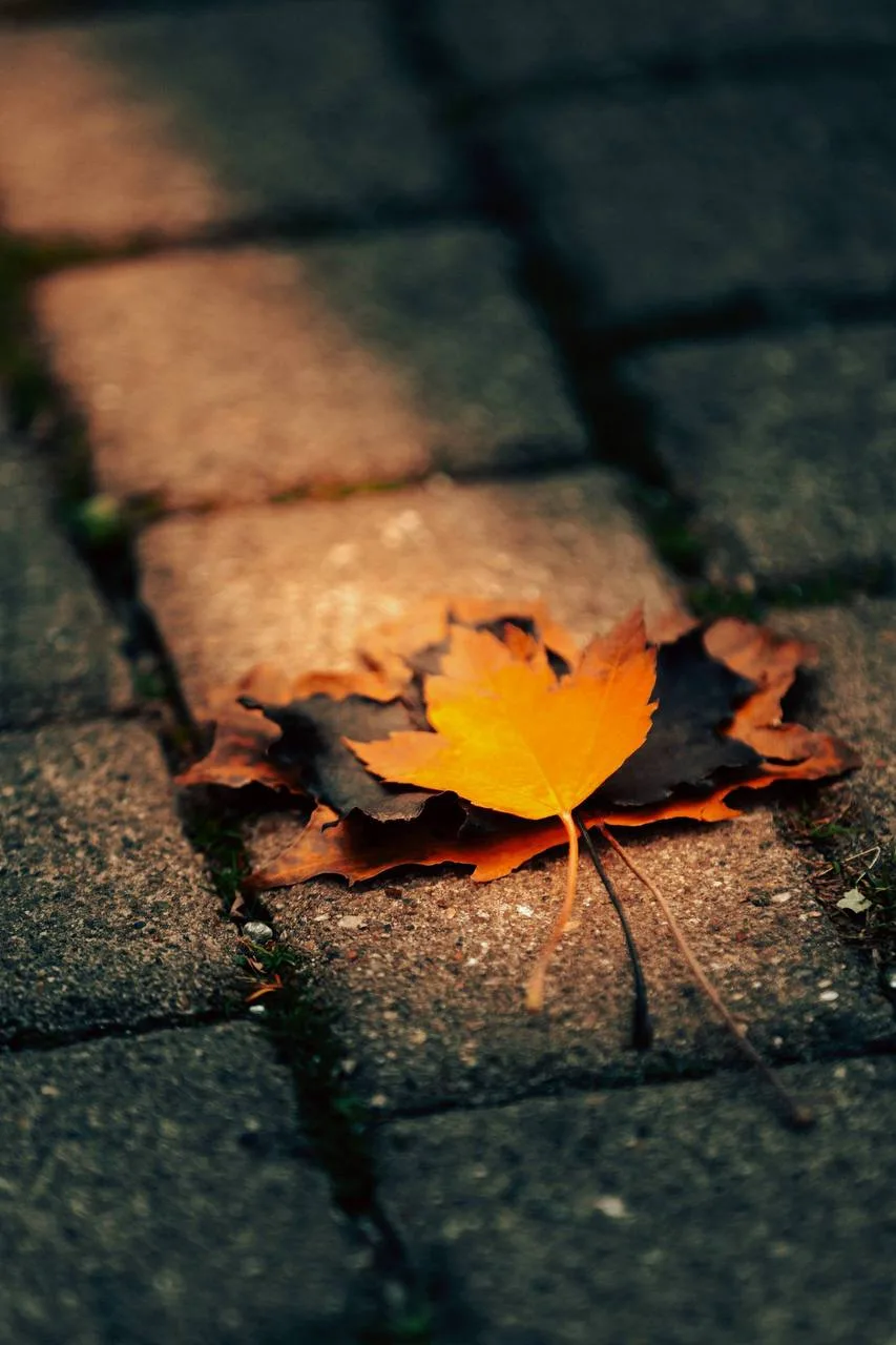 Осень - это красиво 🍁