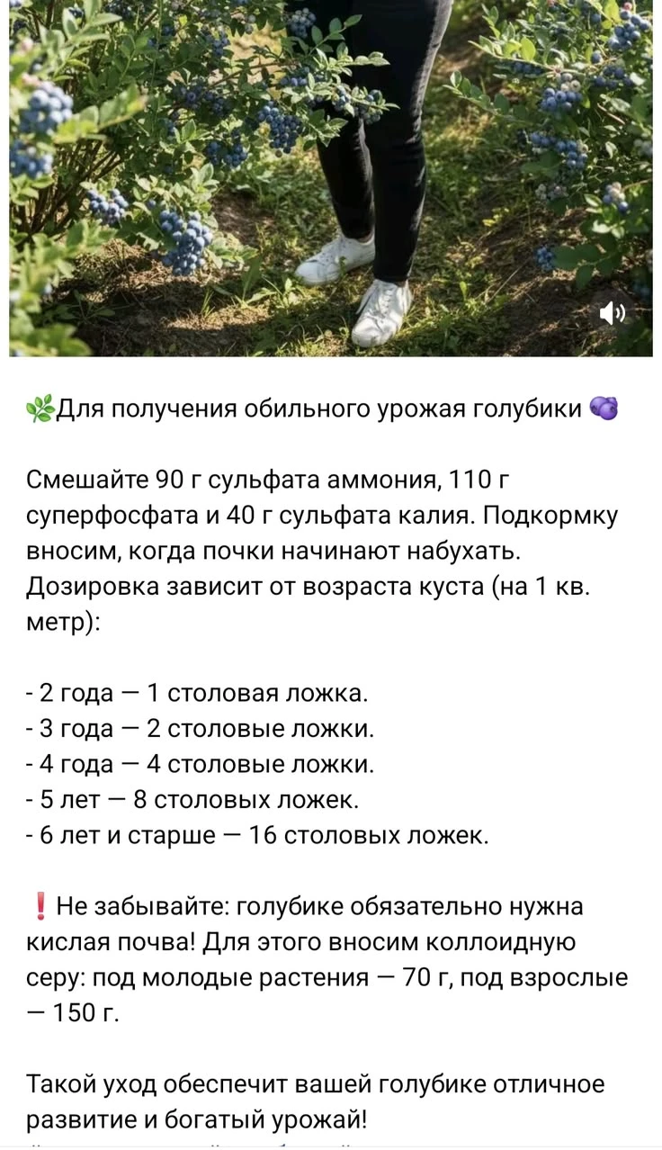 Схема подкормки и ухода для богатого урожая голубики 🫐🌿