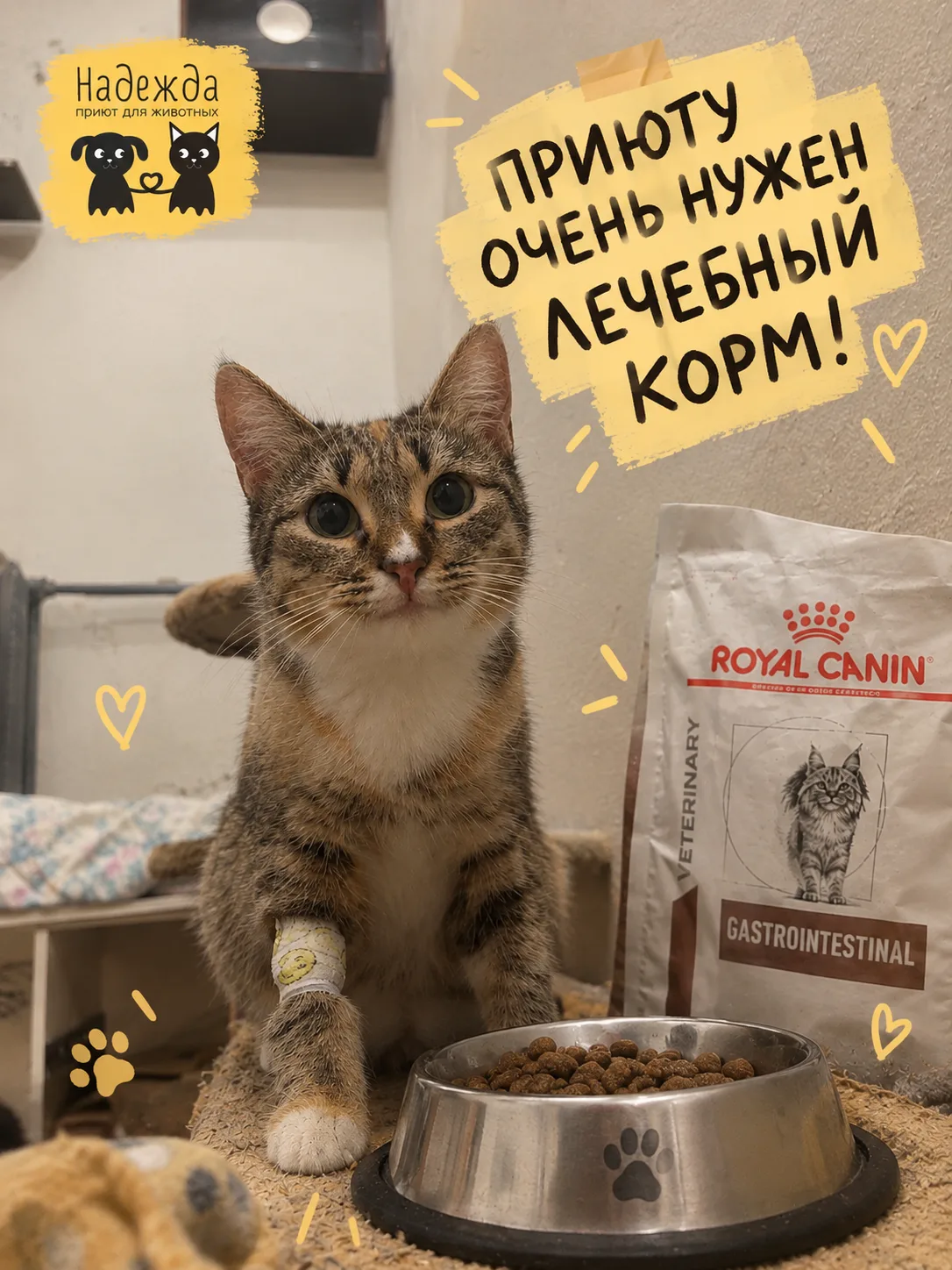 🤍 9 КОШЕК. 7 ПАЧЕК КОРМА. И ТАК — КАЖДЫЙ МЕСЯЦ.
