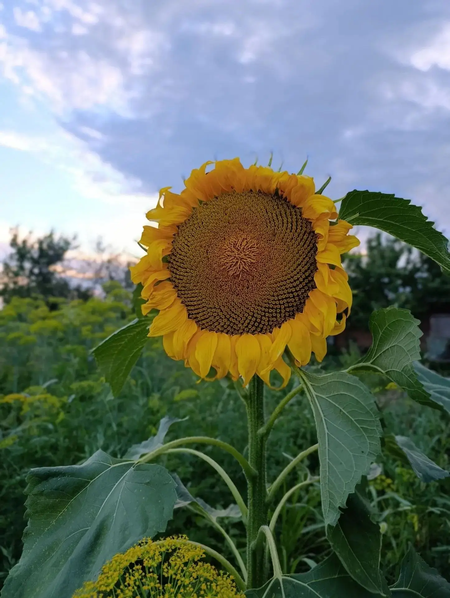 🌿 Доброе утро.